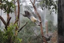 Koala climbing a tree