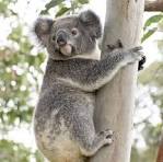 Koala in Tree